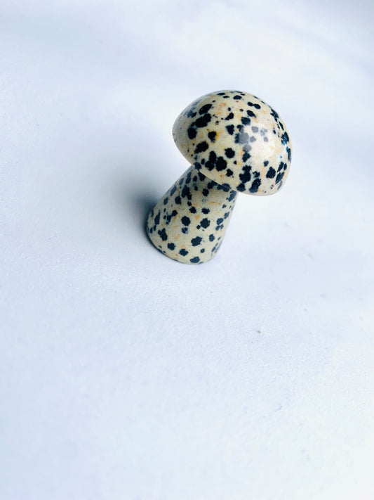 Dalmatian Stone Mushroom