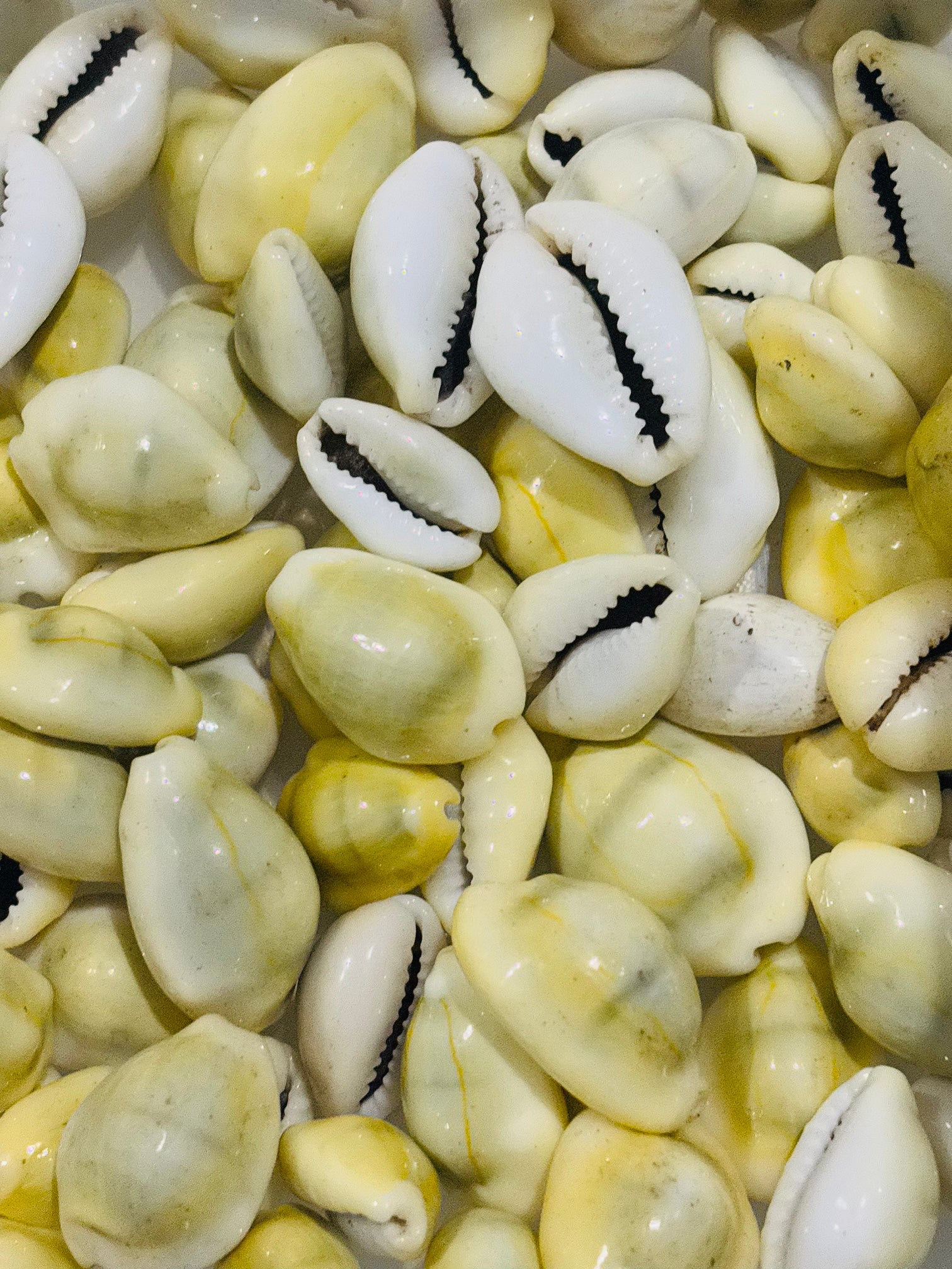 Cowtie Shells Cowrie Shells – Essential Diamonds Co