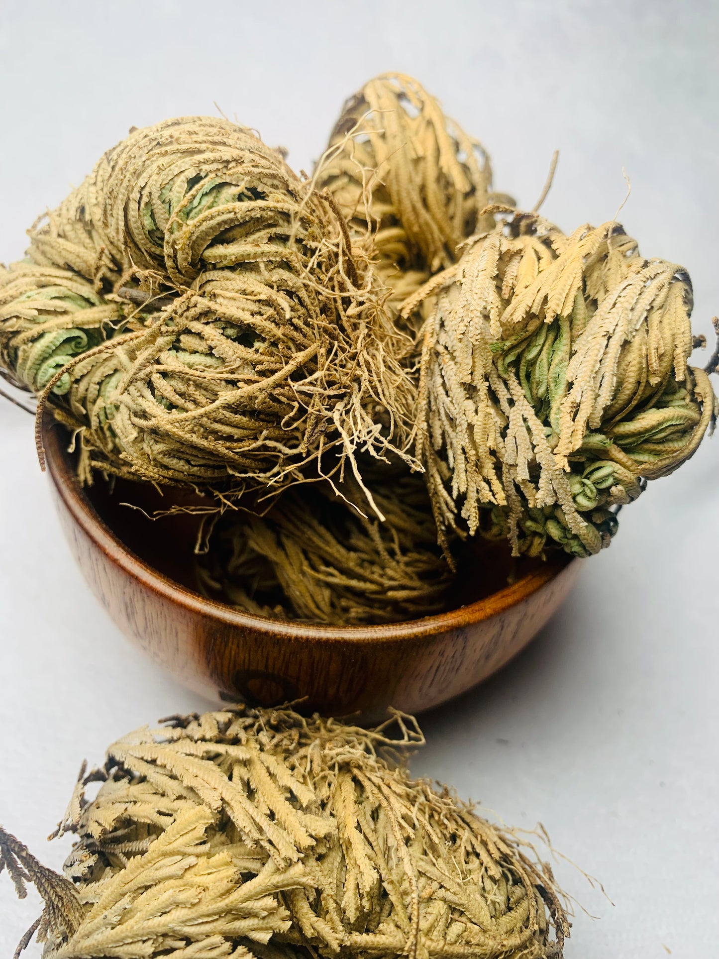 Resurrection & Renewal Plant - Rose of Jericho