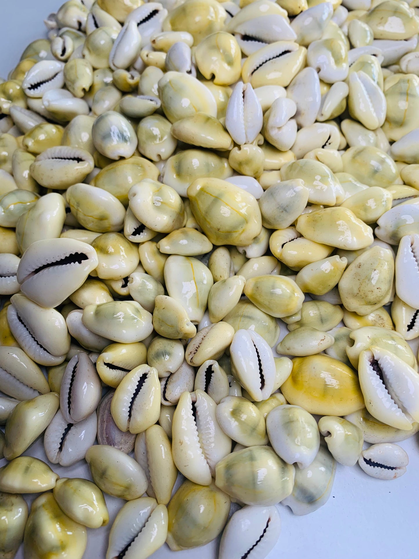 Cowrie Shells (10 shells)