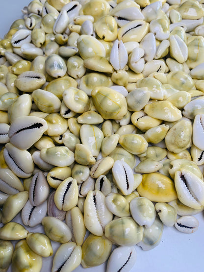 Cowrie Shells (10 shells)