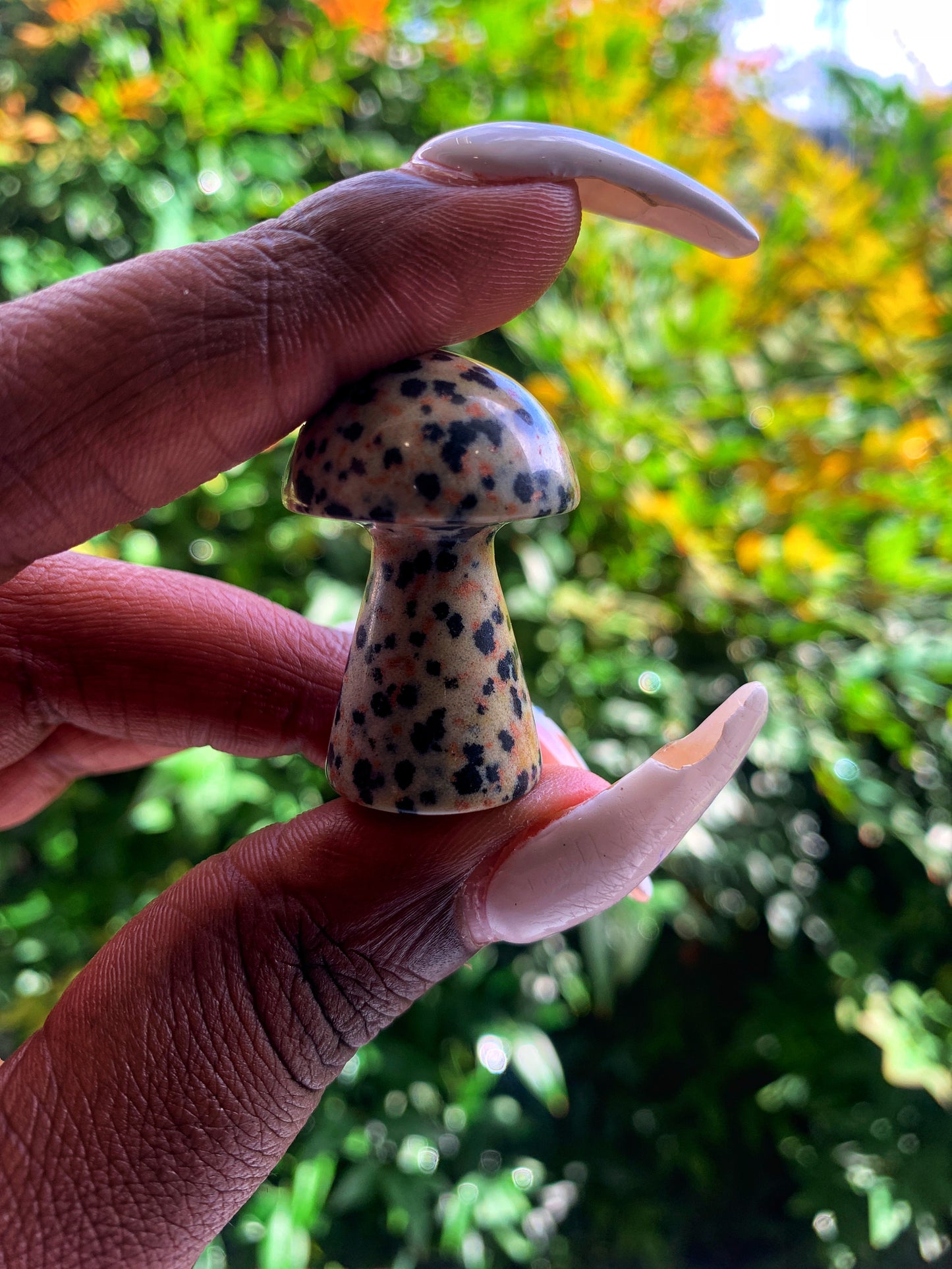 Dalmatian Stone Mushroom