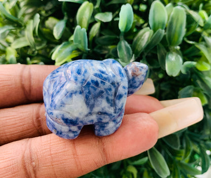 Sodalite Tortoise